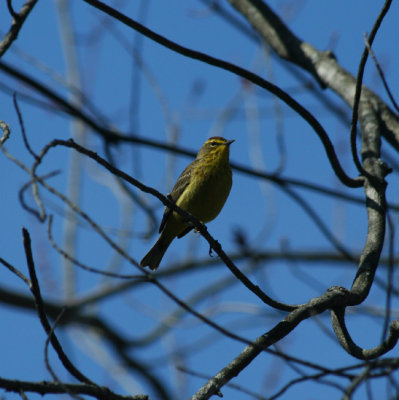 Palm Warbler