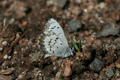Spring Azure