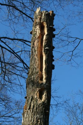 Pileated Woodpecker Holes