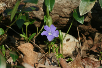 Vinca