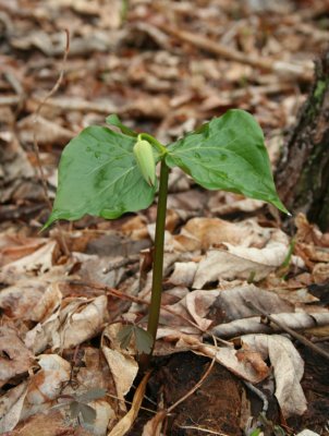 Purple Trillium