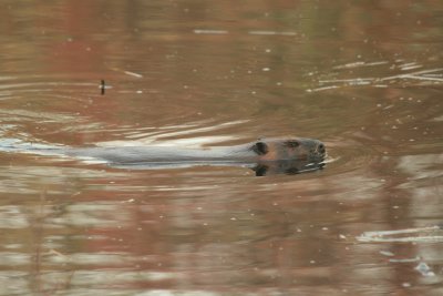 American Beaver