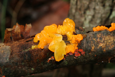 Yellow Brain-fungus