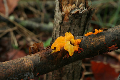 Yellow Brain-fungus