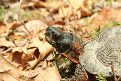 Wood Turtle