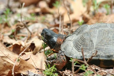 Wood Turtle
