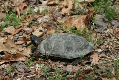 Wood Turtle