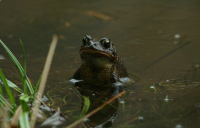 American Toad