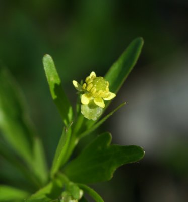 Small-flowered Crowfoot (Kidneyleaf Buttercup)
