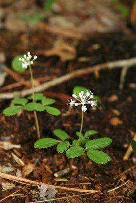 flower59_hcws.jpg