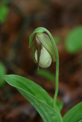 Pink Lady Slipper