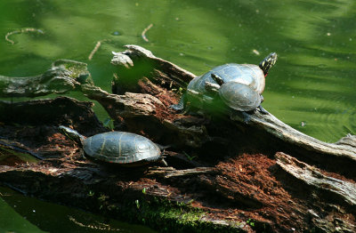 Painted Turtles