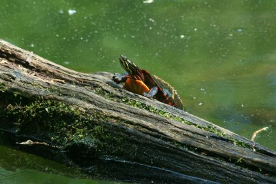 Painted Turtle