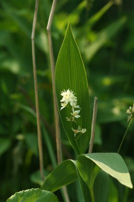 flower61b_hsp.jpg