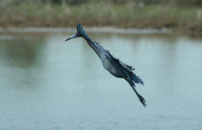 Little Blue Heron in Flight