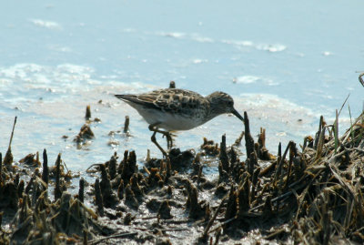 Least Sandpiper