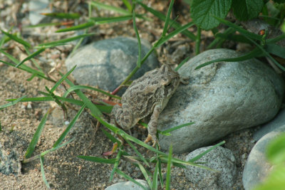 Fowler's Toad