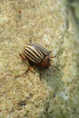 beetle1_gbn.jpg