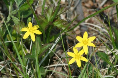 Yellow Star Grass