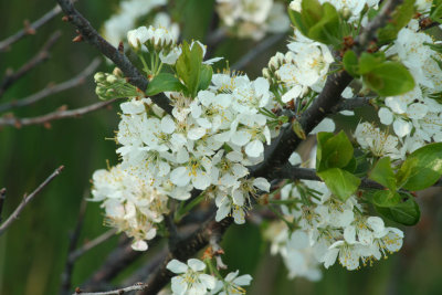 flower61_gbn.jpg