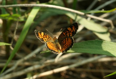 Pearl Crescent