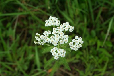 flower66_quab.jpg