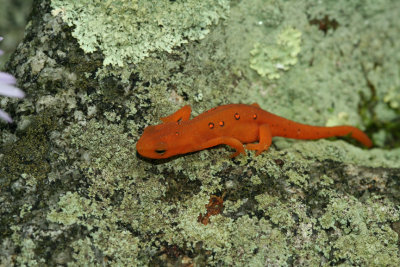 Red Eft