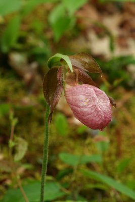 Pink Ladyslipper
