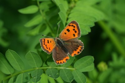 American Copper
