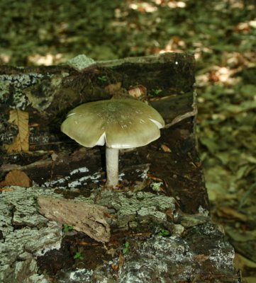 mushroom14_fair.jpg