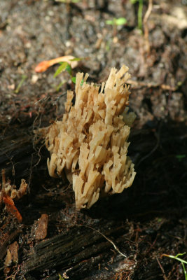 mushroom15_hcws.jpg
