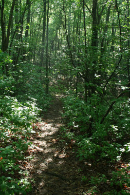 Overgrown Trail