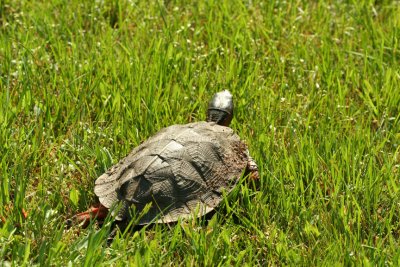 Wood Turtle