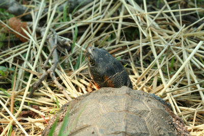 Wood Turtle
