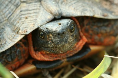 Wood Turtle