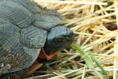 Wood Turtle