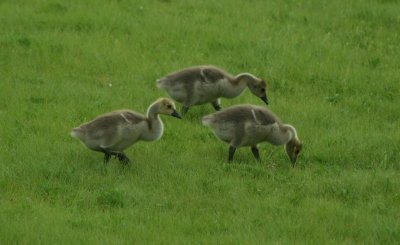 Canada Goose Goslings