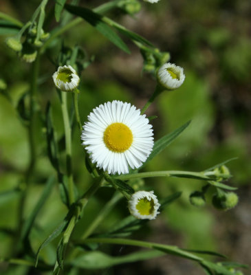 Daisy Fleabane