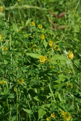 Hop Clover