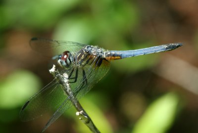 dragonfly22_mabu.jpg
