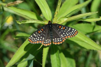 Baltimore Checkerspot