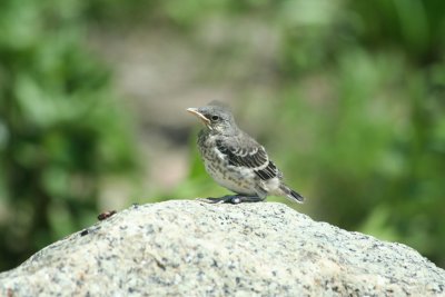 Baby Northern Mockingbird