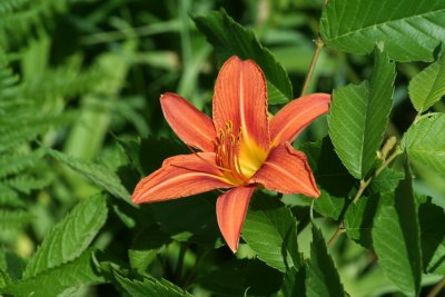Tigerlilly
