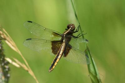 dragonfly23.jpg