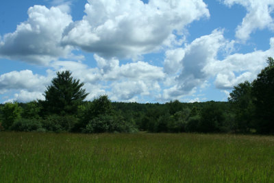 Cloudy Field