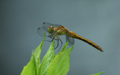 dragonfly25_stpe.jpg