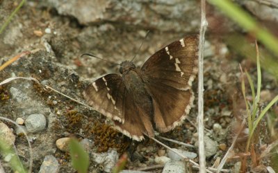 butterfly8_stpe.jpg