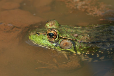 Green Frog