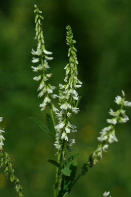 flower68_crme.jpg
