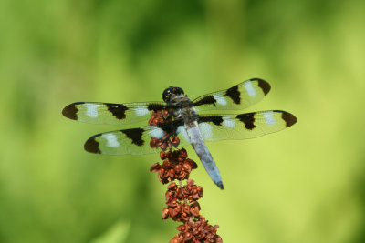 dragonfly26.jpg